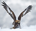 BB 11 0365 / Aquila chrysaetos / Kongeørn